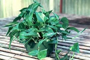 A photo of Golden Pothos