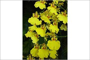 A photo of Golden Shower Orchid