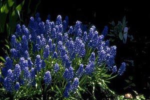 A photo of Grape Hyacinth