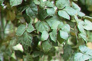 A photo of Grape Ivy