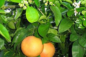 A photo of Grapefruit