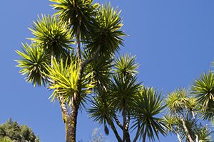 A photo of Grass Palm