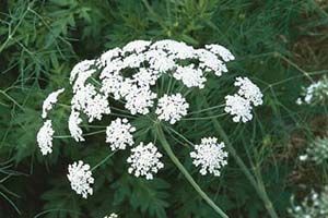 A photo of Greater Ammi
