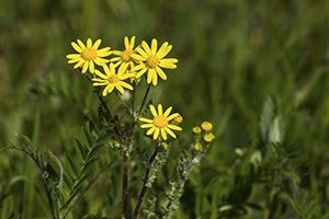 A photo of Groundsel