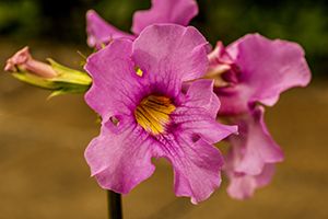 A photo of Hardy Gloxinia