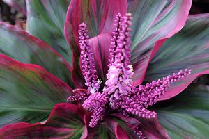 A photo of Hawaiian Ti