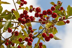 A photo of Haws Apple