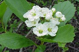 A photo of Haws