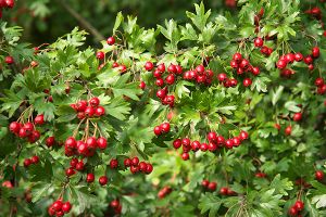 A photo of Hawthorn