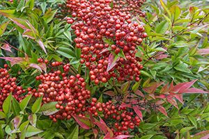 A photo of Heavenly Bamboo