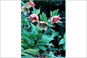 A photo of Hellebore