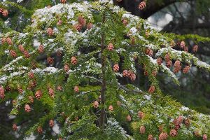 A photo of Hemlock Tree
