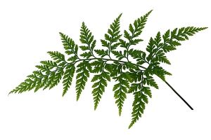 A photo of Hen and Chickens Fern