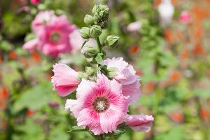 A photo of Hollyhock