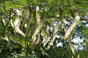 A photo of Honey Locust