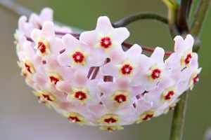 A photo of Honey Plant