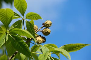 A photo of Horse Chestnut