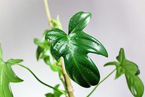 A photo of Horsehead Philodendron