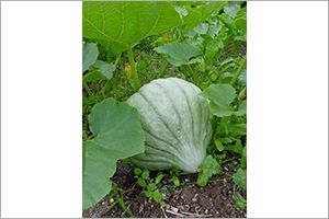 A photo of Hubbard Squash