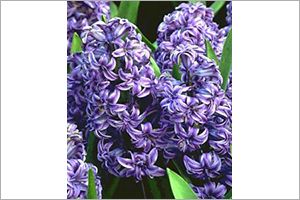 A photo of Hyacinth