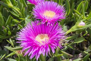 A photo of Ice Plant
