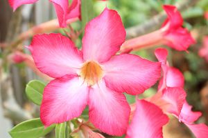 A photo of Impala Lily
