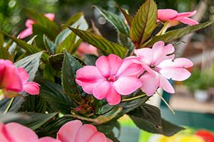 A photo of Impatience Plant