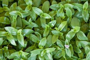 A photo of Inch Plant