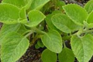 A photo of Indian Borage