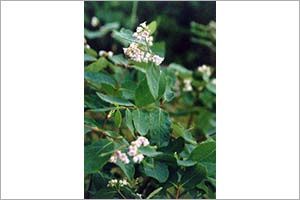 A photo of Indian Hemp