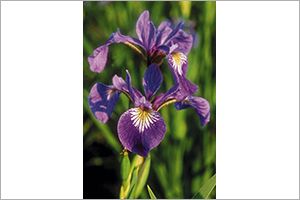 A photo of Iris