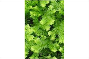 A photo of Irish Moss