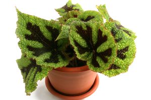 A photo of Iron Cross Begonia