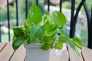 A photo of Ivy Arum