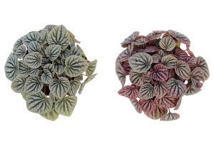 A photo of Ivy Peperomia