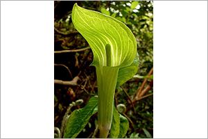 A photo of Jack-in-the-pulpit