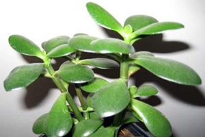 A photo of Jade Plant
