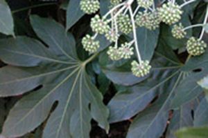 A photo of Japanese Aralia