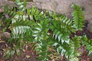 A photo of Japanese Holly Fern