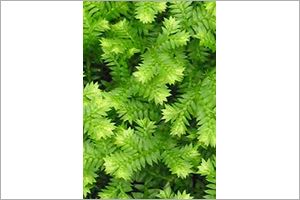 A photo of Japanese Moss