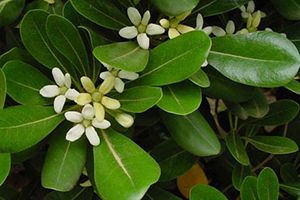 A photo of Japanese Pittosporum
