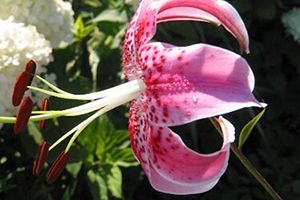 A photo of Japanese Show Lily
