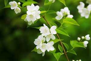 A photo of Jasmine