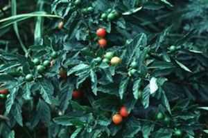 A photo of Jerusalem Cherry
