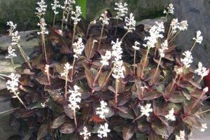A photo of Jewel Orchid