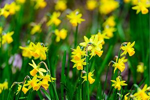 A photo of Jonquil