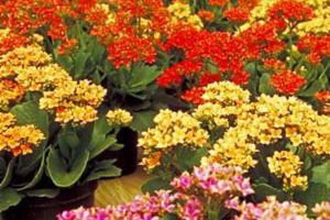 A photo of Kalanchoe