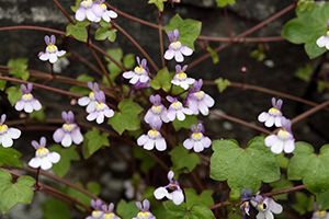 A photo of Kenilworth Ivy