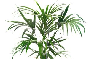 A photo of Kentia Palm