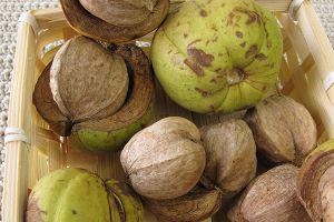 A photo of King Nut
